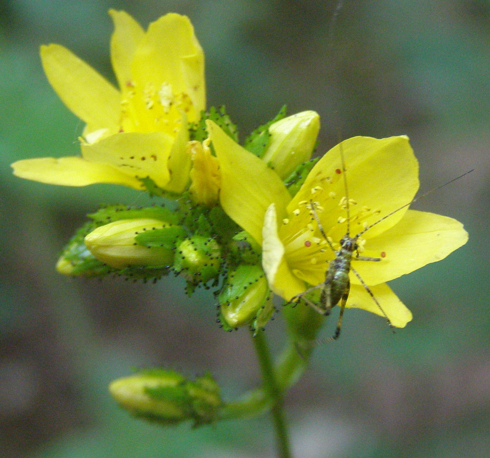 Hypericum cfr. montanum